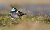 Northern Lapwing  Preens Its Feathers After Washing